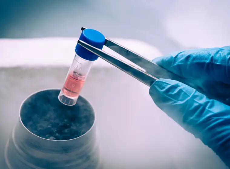 Les cellules souches traitent-elles l’infertilité?