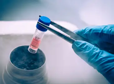 Les cellules souches traitent-elles l’infertilité?