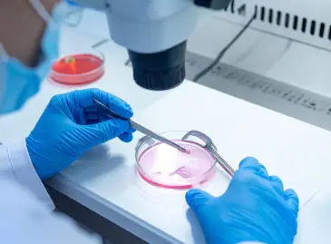 تجميد البويضات ونقل الأجنة