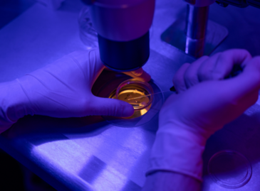 Est-il préférable de congeler des ovules ou des embryons?