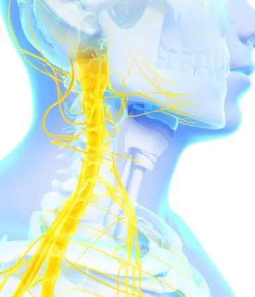 Stimulation du Nerf Vague